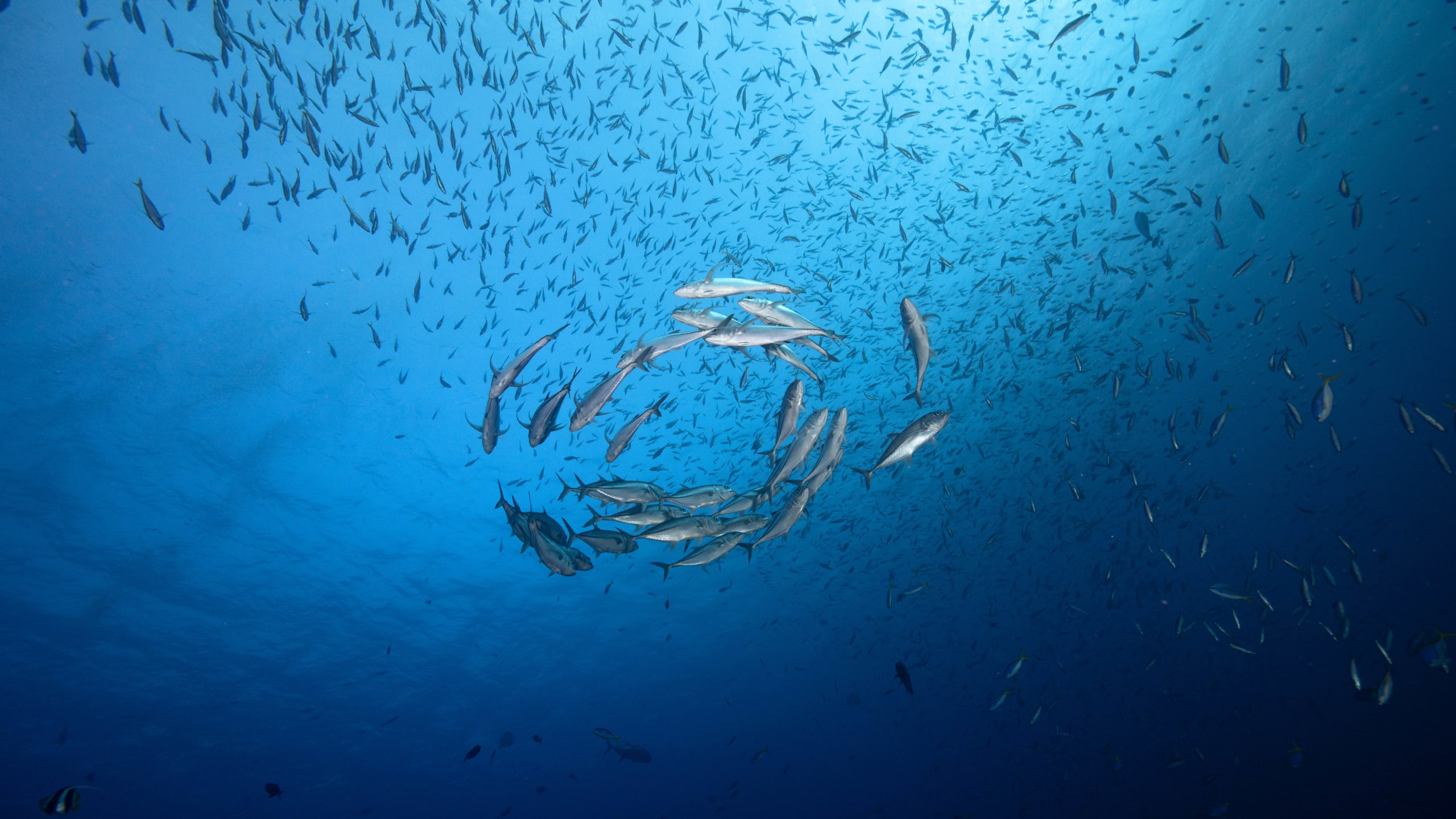 Nusa Penida Diving - Questions and Answers